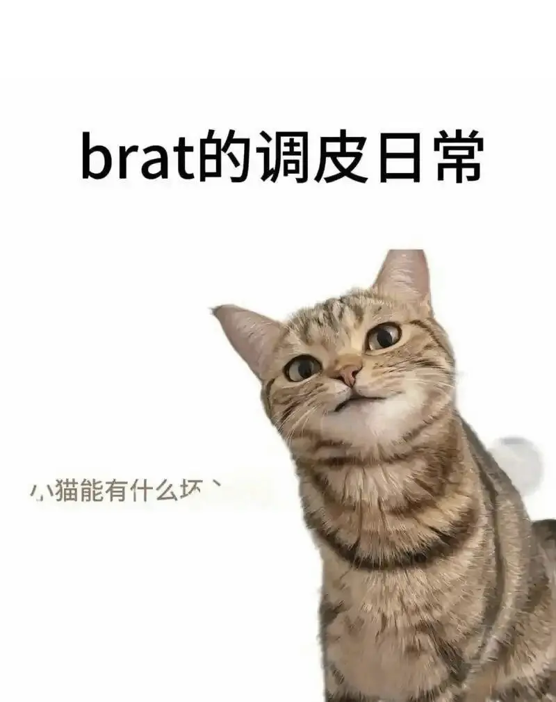 西檬之家K9犬系新人入坑指南 一