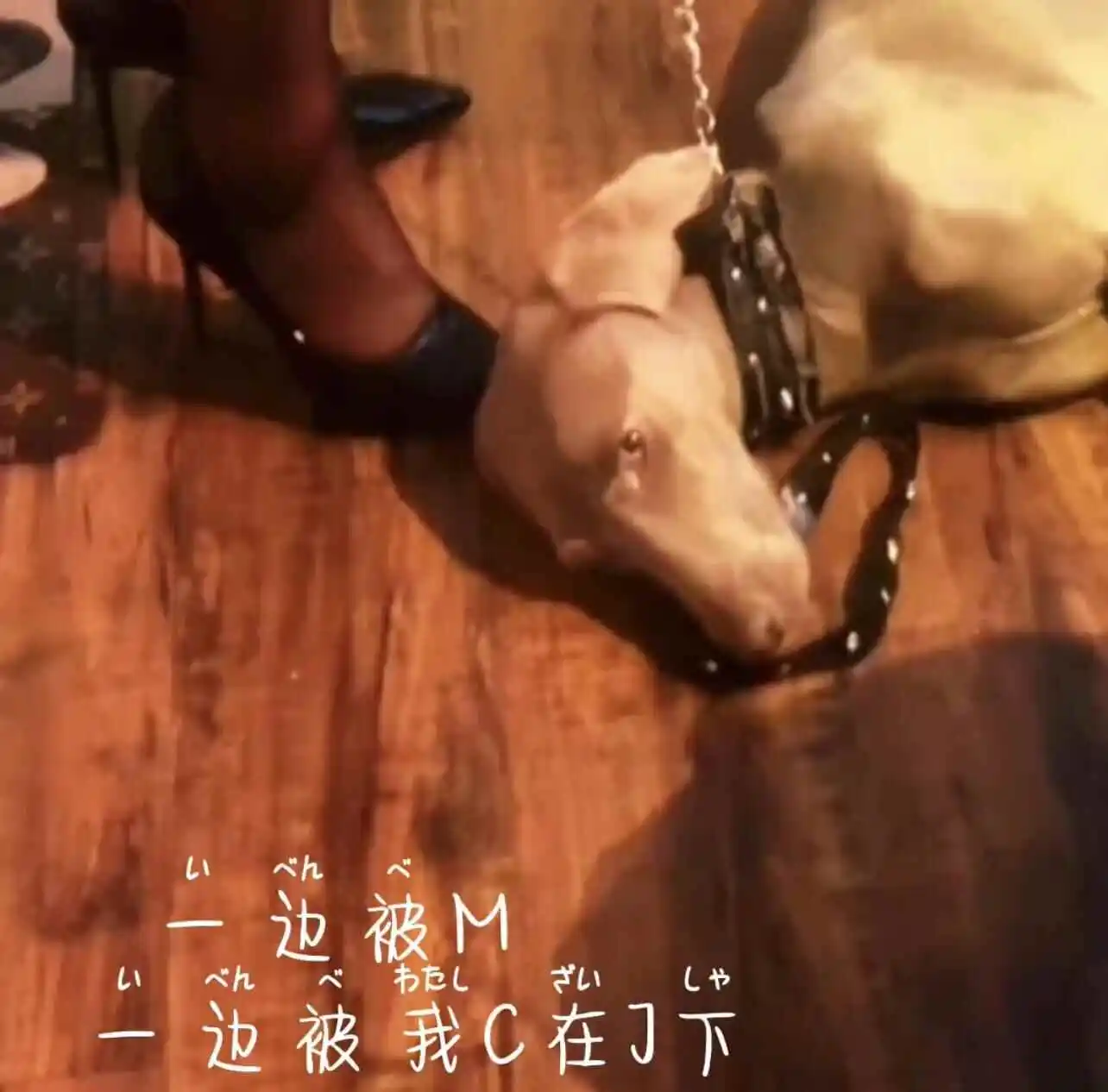 西檬之家k9犬系是什么意思?你的字母圈属性是什么? 一